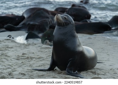 CBA篮球联赛直播观看指南：多种平台任你选