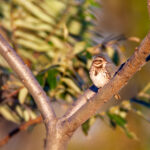 《勇士的荣耀6》震撼直播:巅峰对决,谁将问鼎冠军宝座? gs9hkh6k